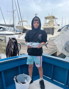 Atlantic Bonito