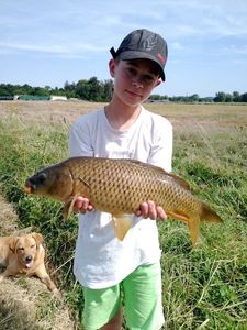Common Carp