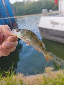 European Perch