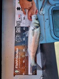 European Bass (Seabass)