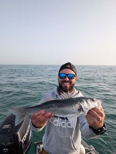 European Bass (Seabass)