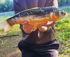 Koï Fish