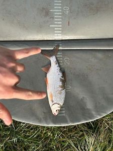 Roach