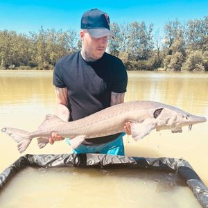 Sturgeon