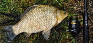 Prussian Carp
