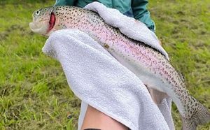 Rainbow Trout