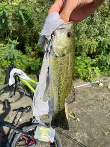 Largemouth Bass