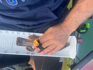 Ballan Wrasse