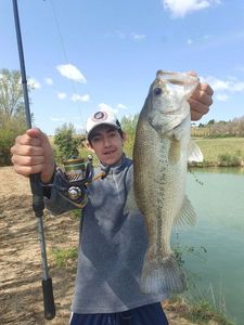 Largemouth Bass