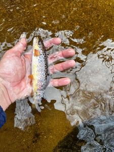 Brown Trout