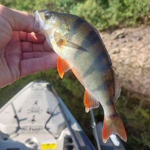 European Perch
