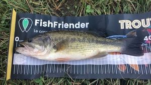 Largemouth Bass