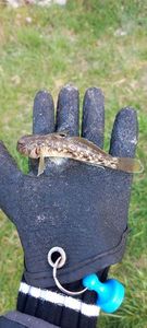 Giant Goby