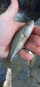 Largemouth Bass