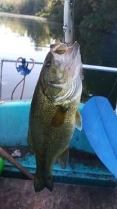Largemouth Bass