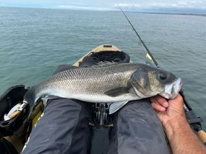 European Bass (Seabass)