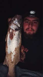 European Bass (Seabass)