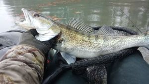 Zander