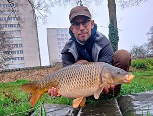 Common Carp
