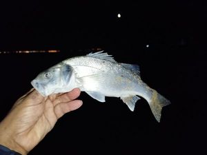 European Bass (Seabass)
