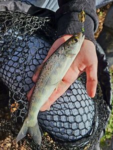 Atlantic Salmon (Juvenile)