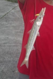 Atlantic Lizardfish