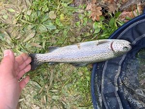 Rainbow Trout