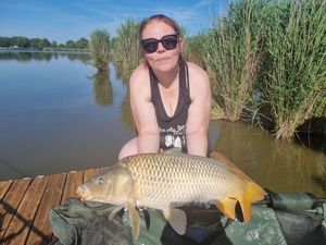 Common Carp