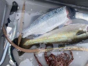 European Bass (Seabass)