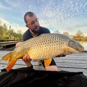 Common Carp