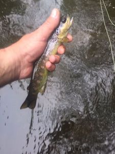 Brown Trout