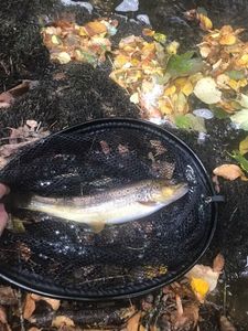 Brown Trout