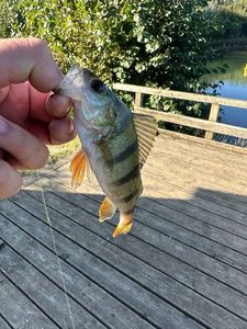 European Perch