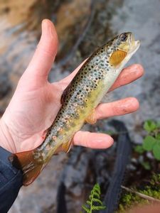Brown Trout