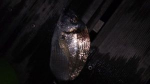 Black Seabream