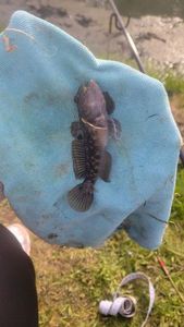 Round Goby
