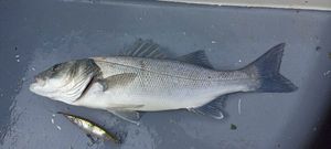 European Bass (Seabass)