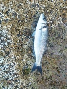 European Bass (Seabass)