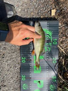 European Perch
