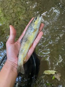 Brown Trout