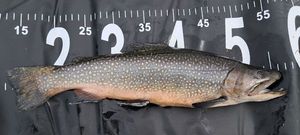 Brook Trout