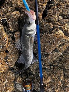 European Bass (Seabass)