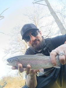 Rainbow Trout