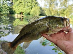 Largemouth Bass