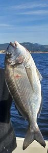 Gilthead Seabream