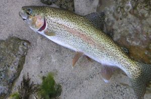 Rainbow Trout