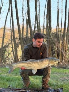 Grass Carp
