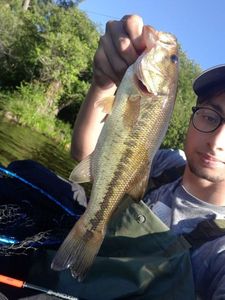 Largemouth Bass