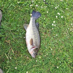 Largemouth Bass