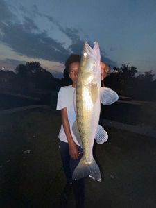 Zander